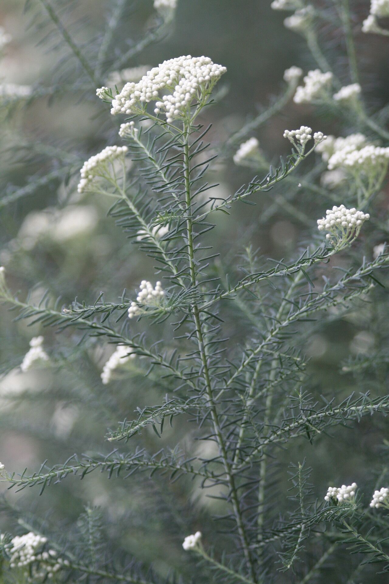Ozothamnus diosmifolius flower