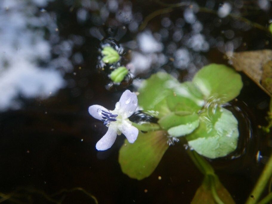 Bacopa egensis — houseplant care guide