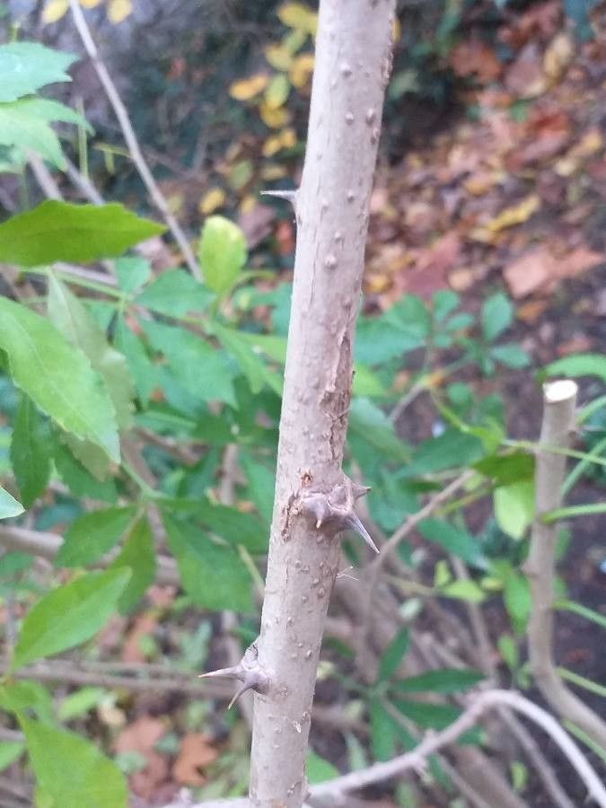 Eleutherococcus simonii bark