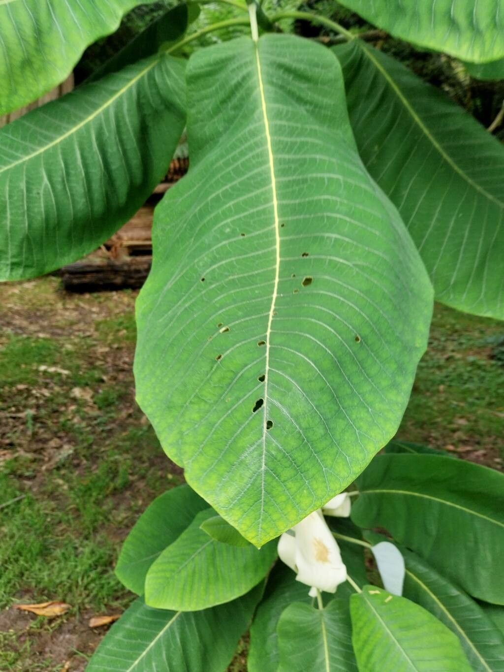 Magnolia dealbata leaf
