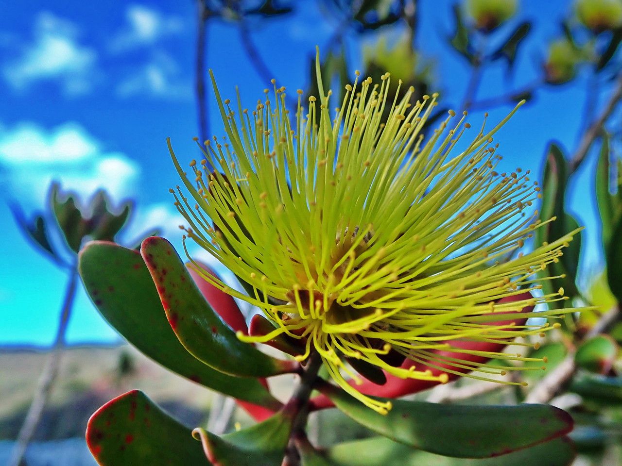 Melaleuca pancheri flower