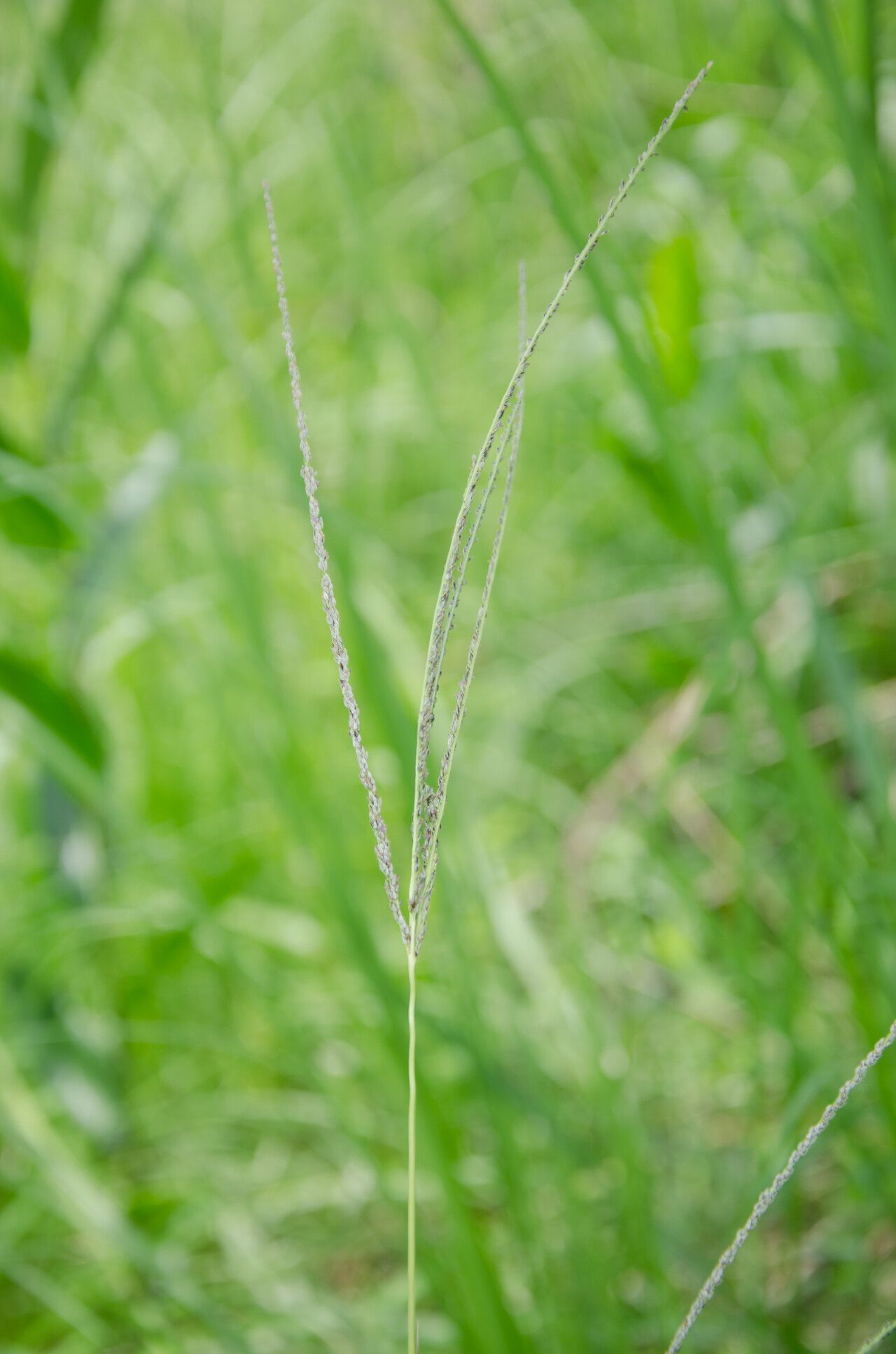 Digitaria atrofusca — houseplant care guide