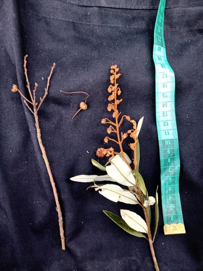 Bejaria aestuans — related species from the same genus