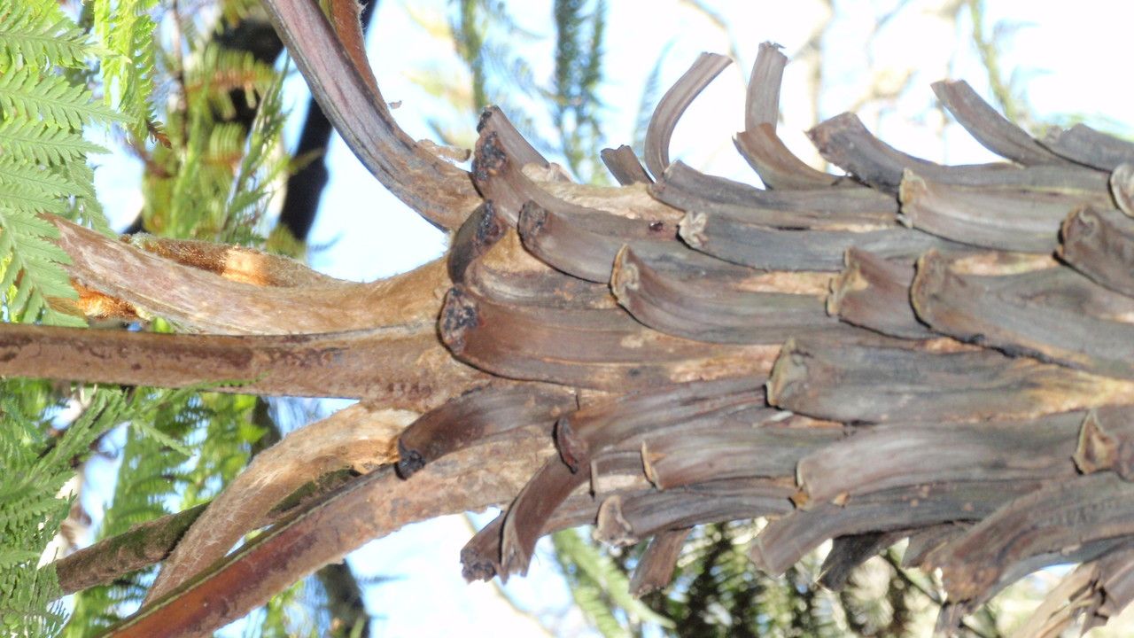 Dicksonia thyrsopteroides bark