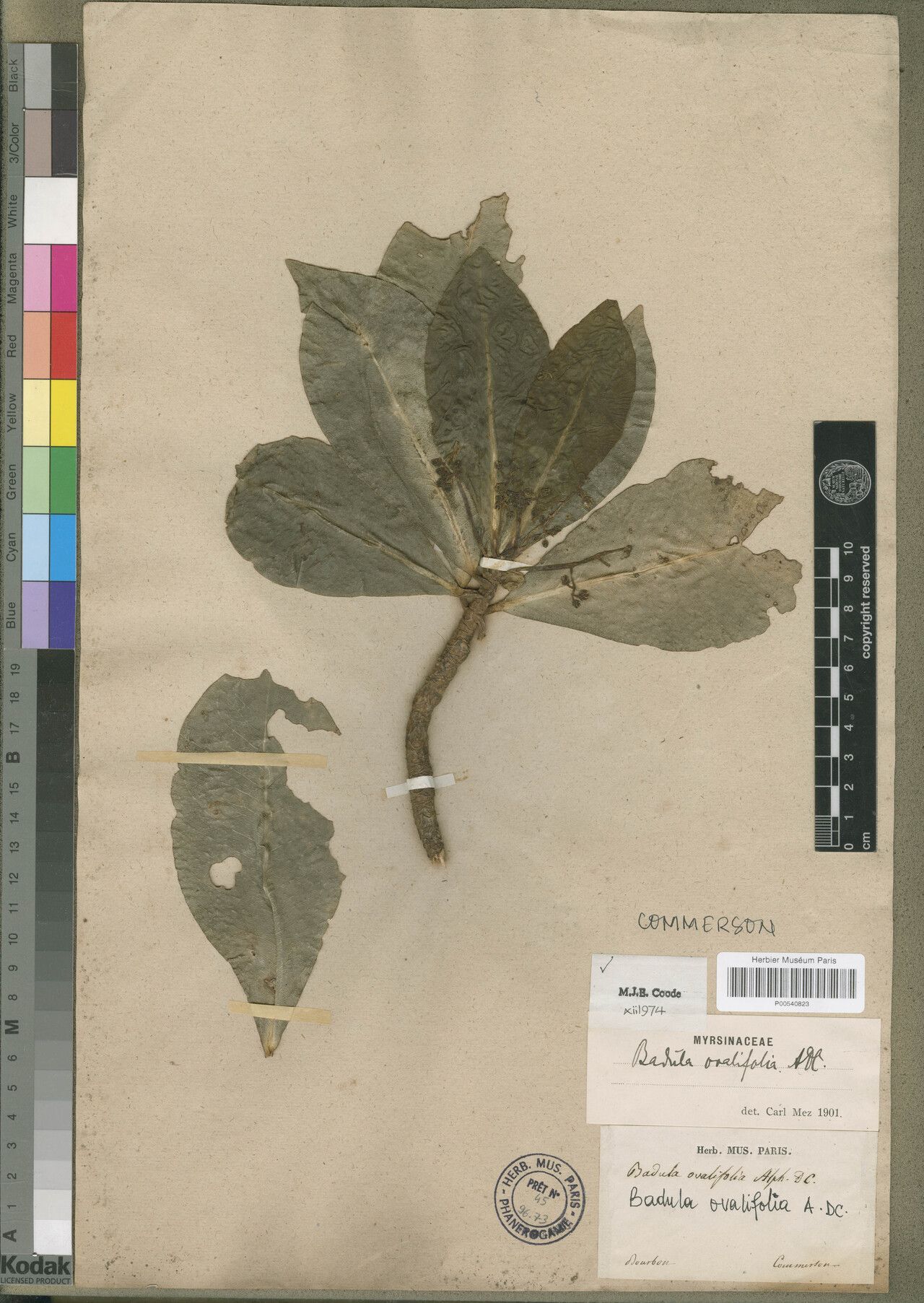 Badula ovalifolia — houseplant care guide