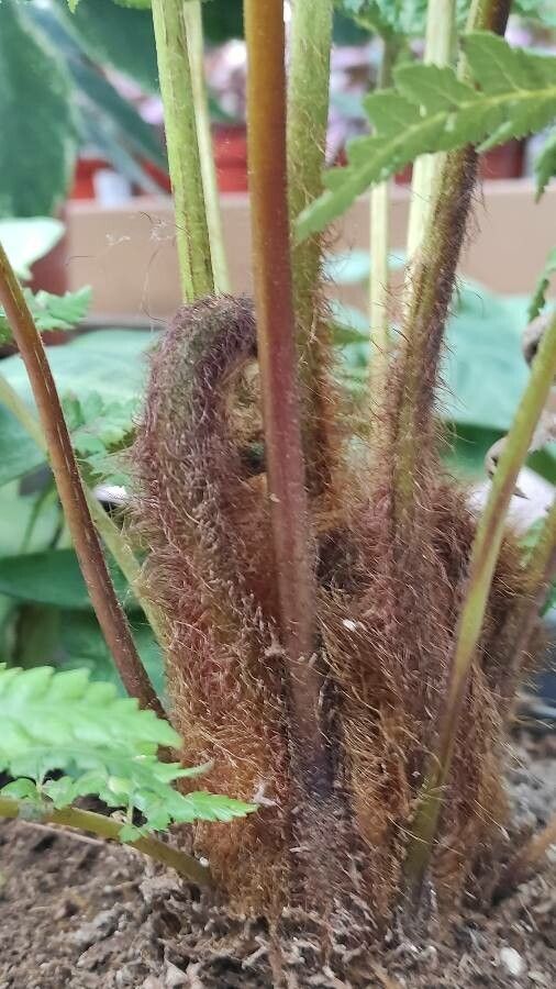 Dicksonia blumei bark