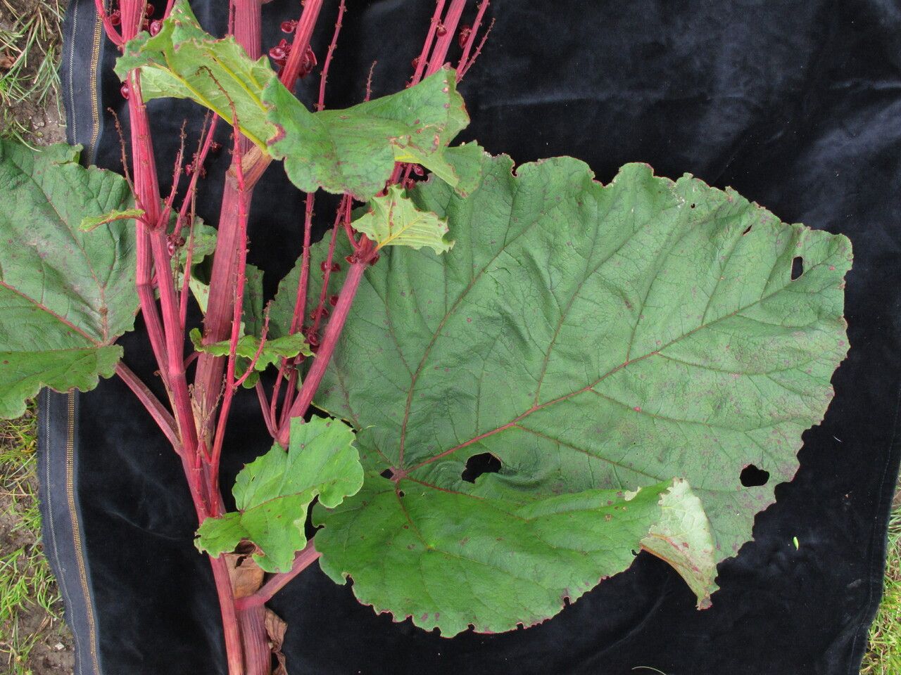 Rheum acuminatum habit