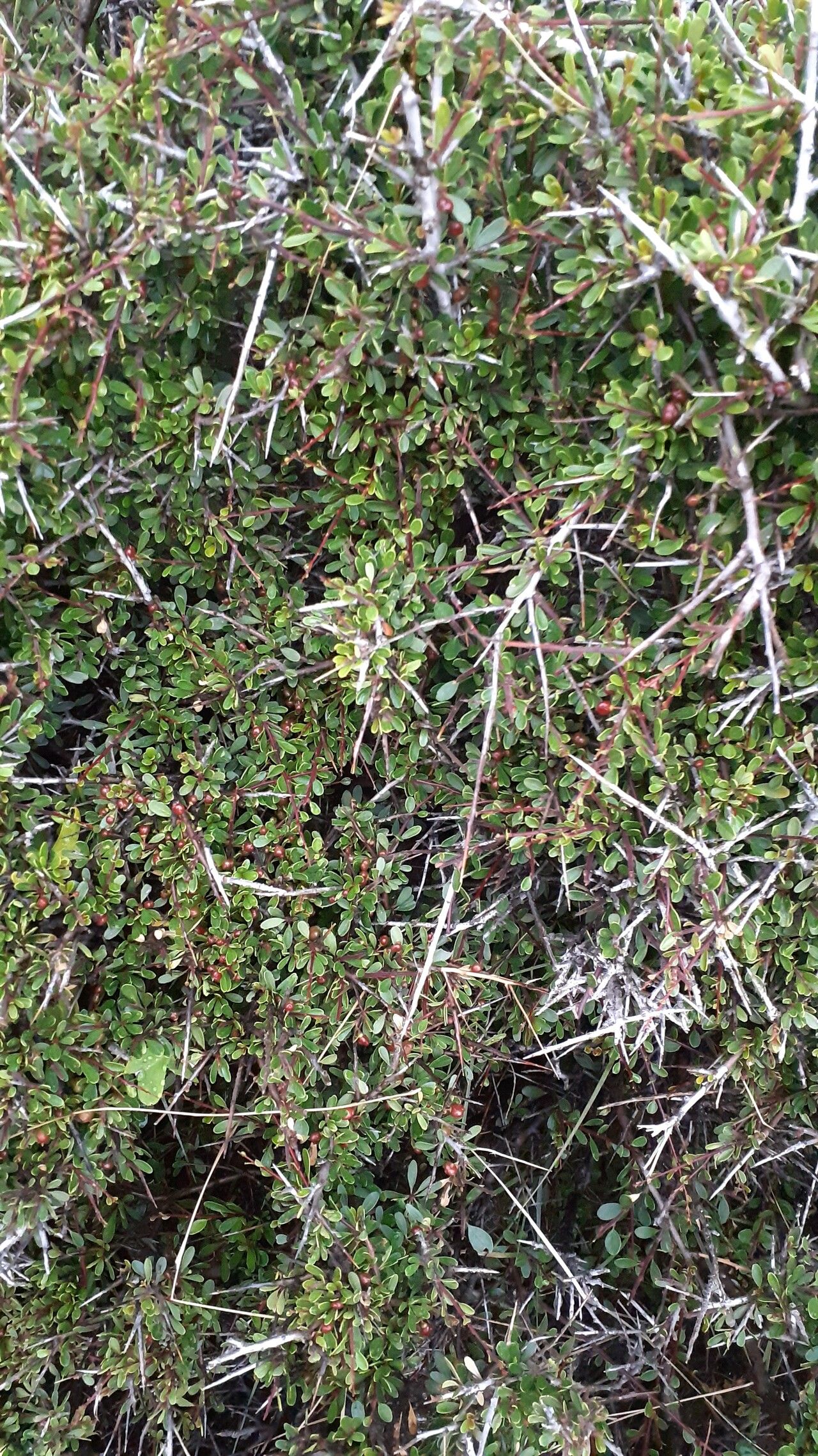 Rhamnus oleoides habit