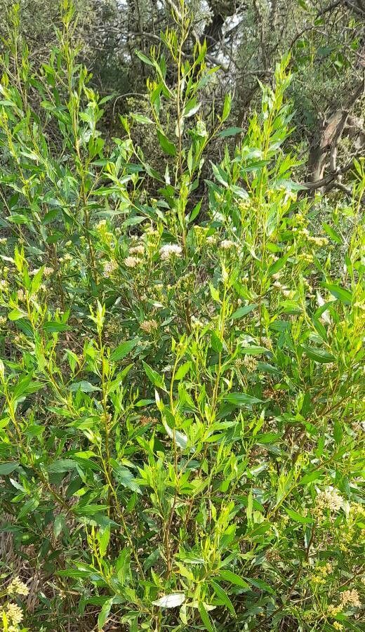 Pluchea dodonaeifolia habit