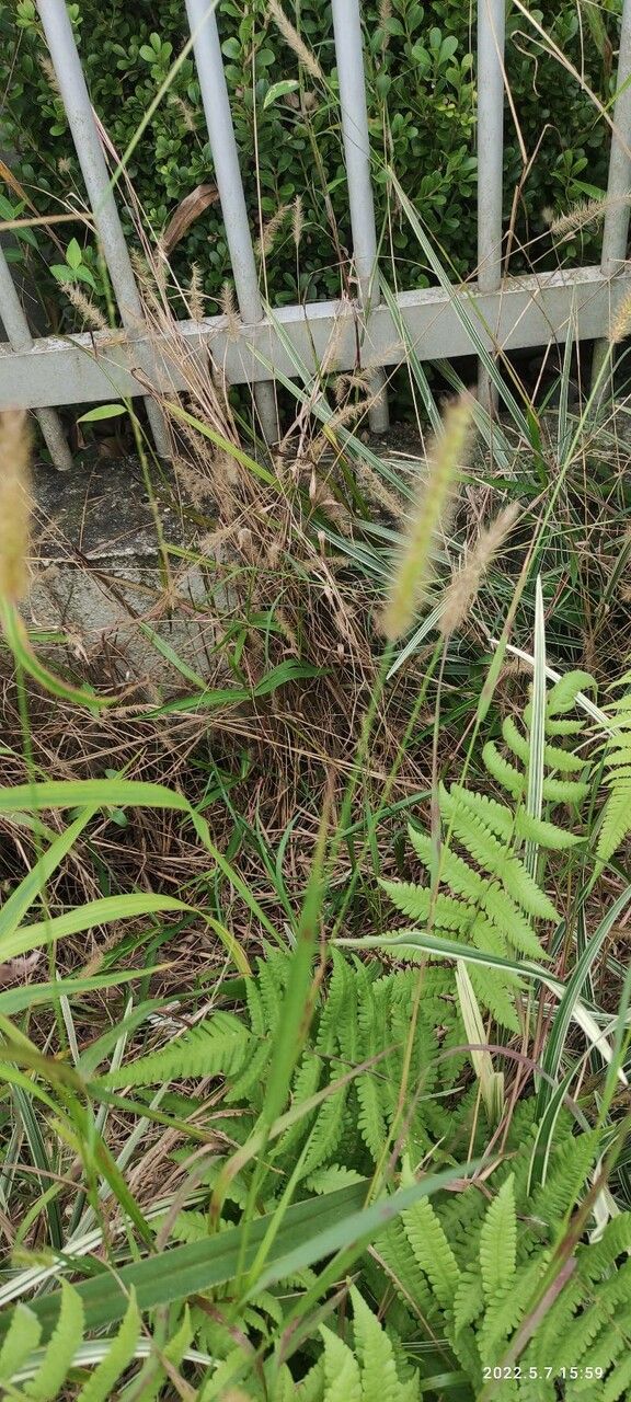 Pennisetum polystachion flower