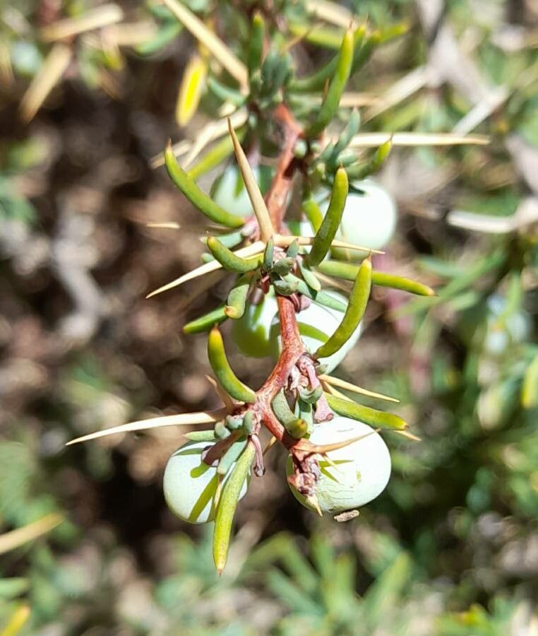 Berberis empetrifolia fruit