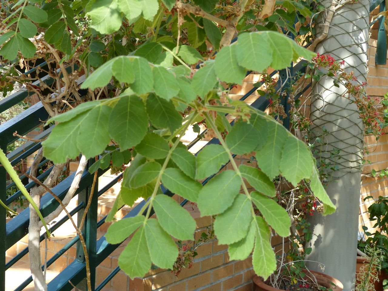Commiphora marlothii — search result for 'Namibia'