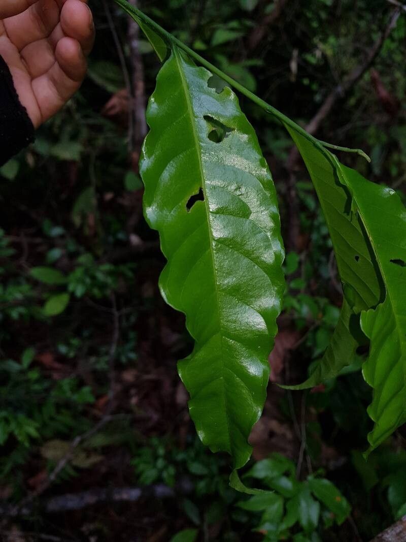 Lecythis mesophylla leaf