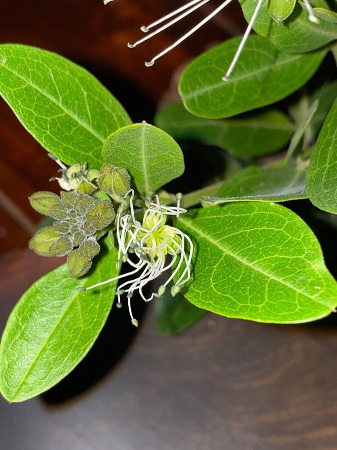 Maerua triphylla leaf