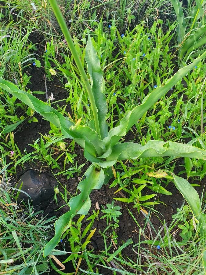 Chlorophytum somaliense — search result for 'Chlorophytum'