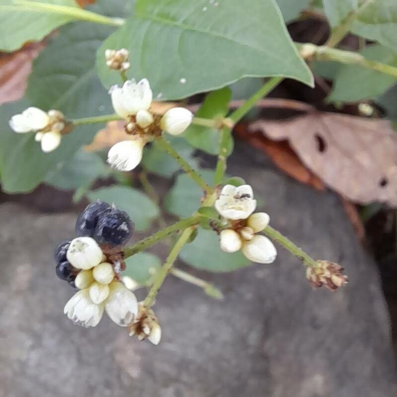 Persicaria microcephala flower