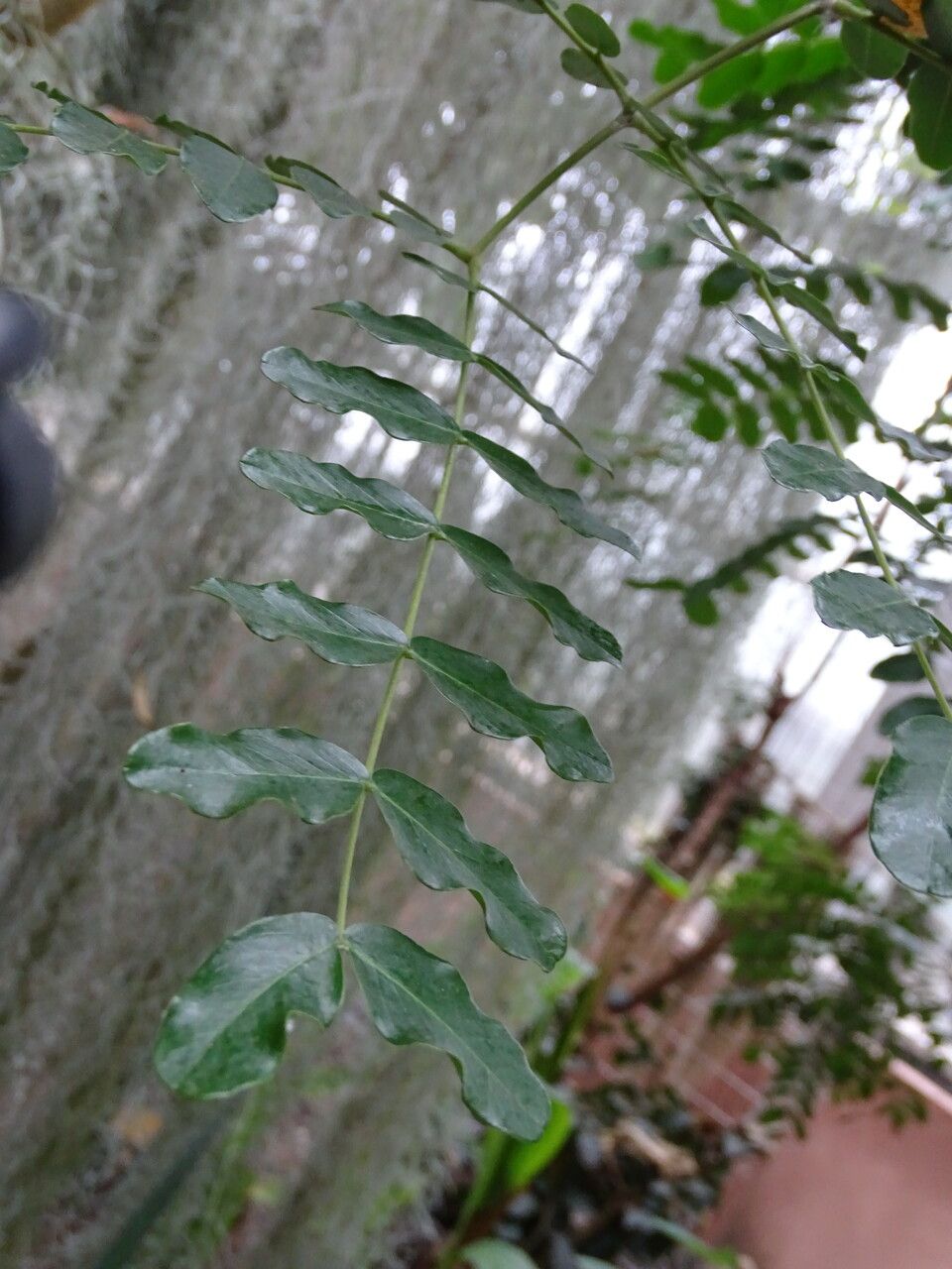 Caesalpinia cacalaco — related species from the same genus