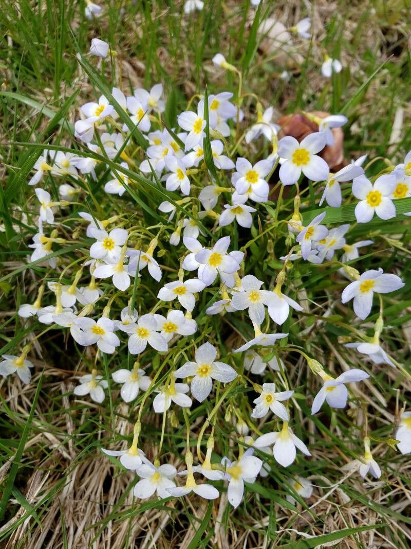 Houstonia caerulea flower