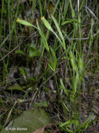Lasthenia microglossa habit