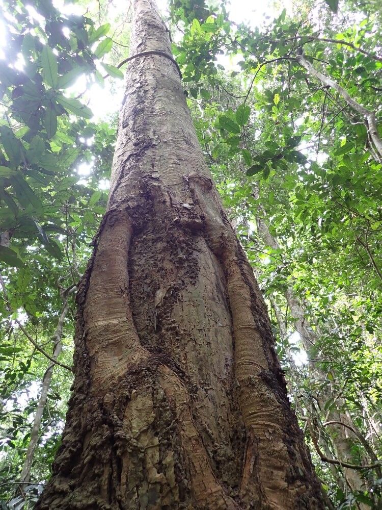 Syzygium staudtii — houseplant care guide