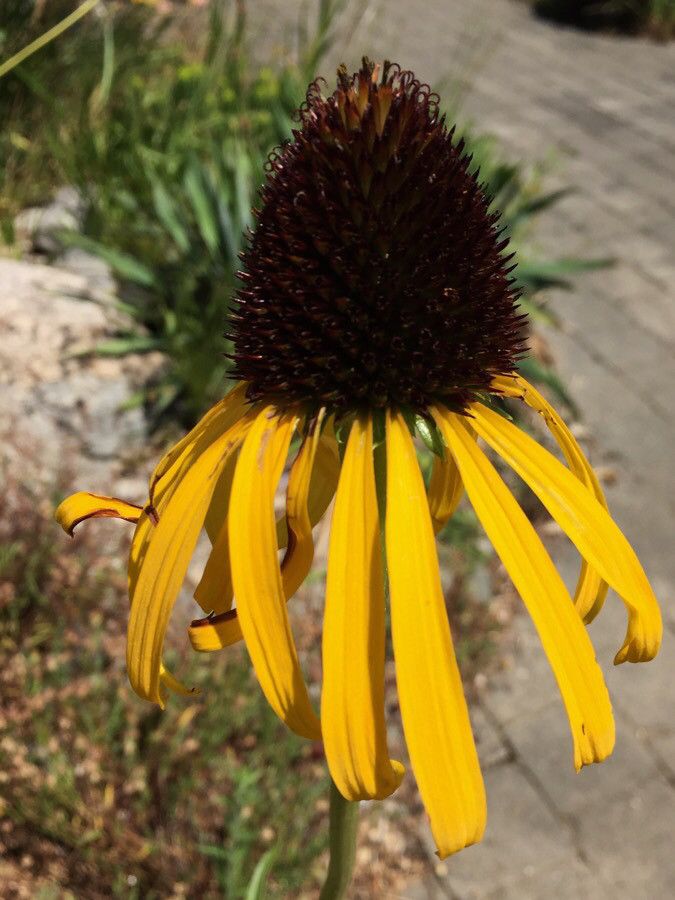 Echinacea paradoxa flower
