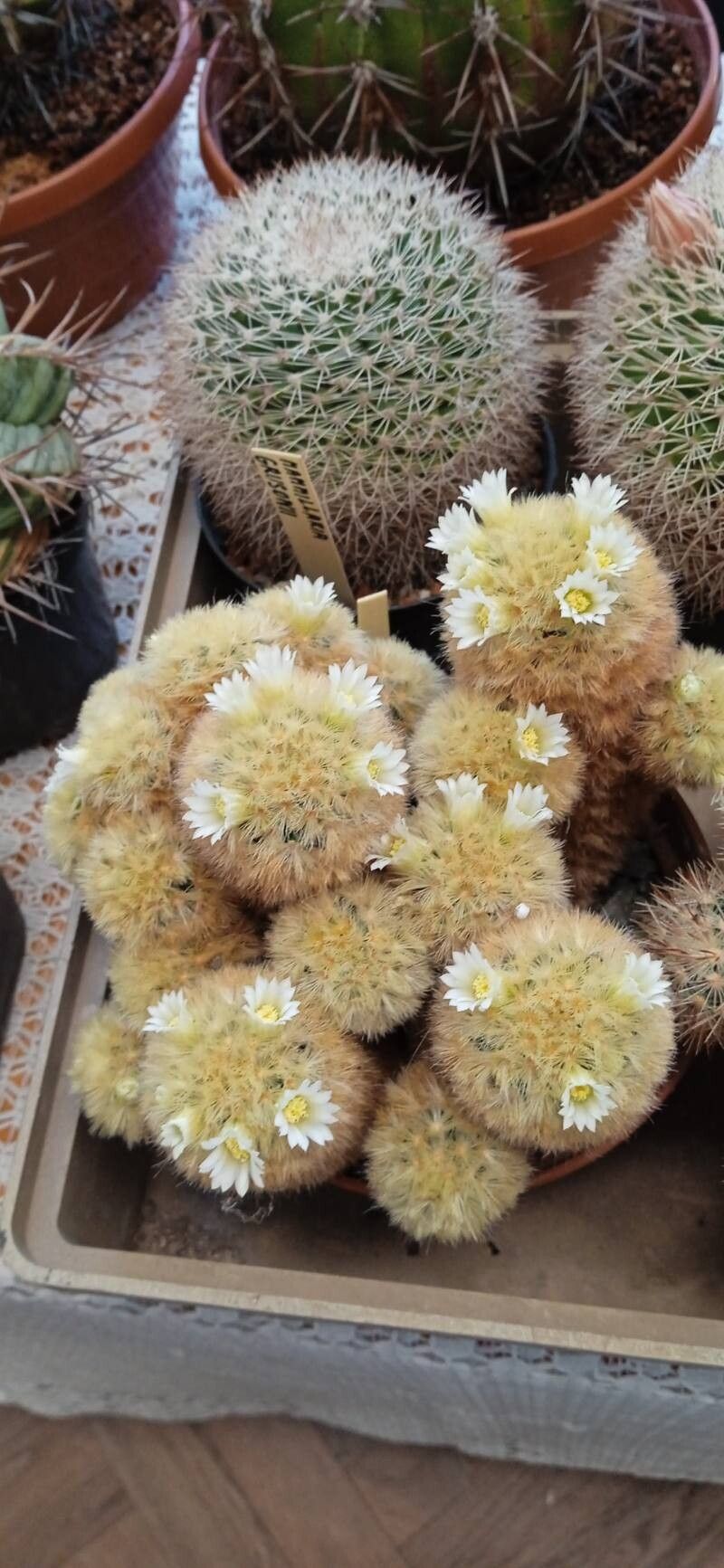 Mammillaria carmeniae flower