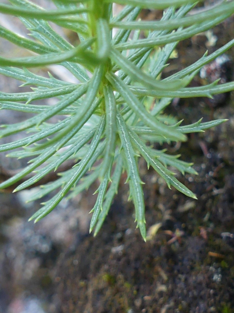 Faujasia pinifolia — related species from the same genus