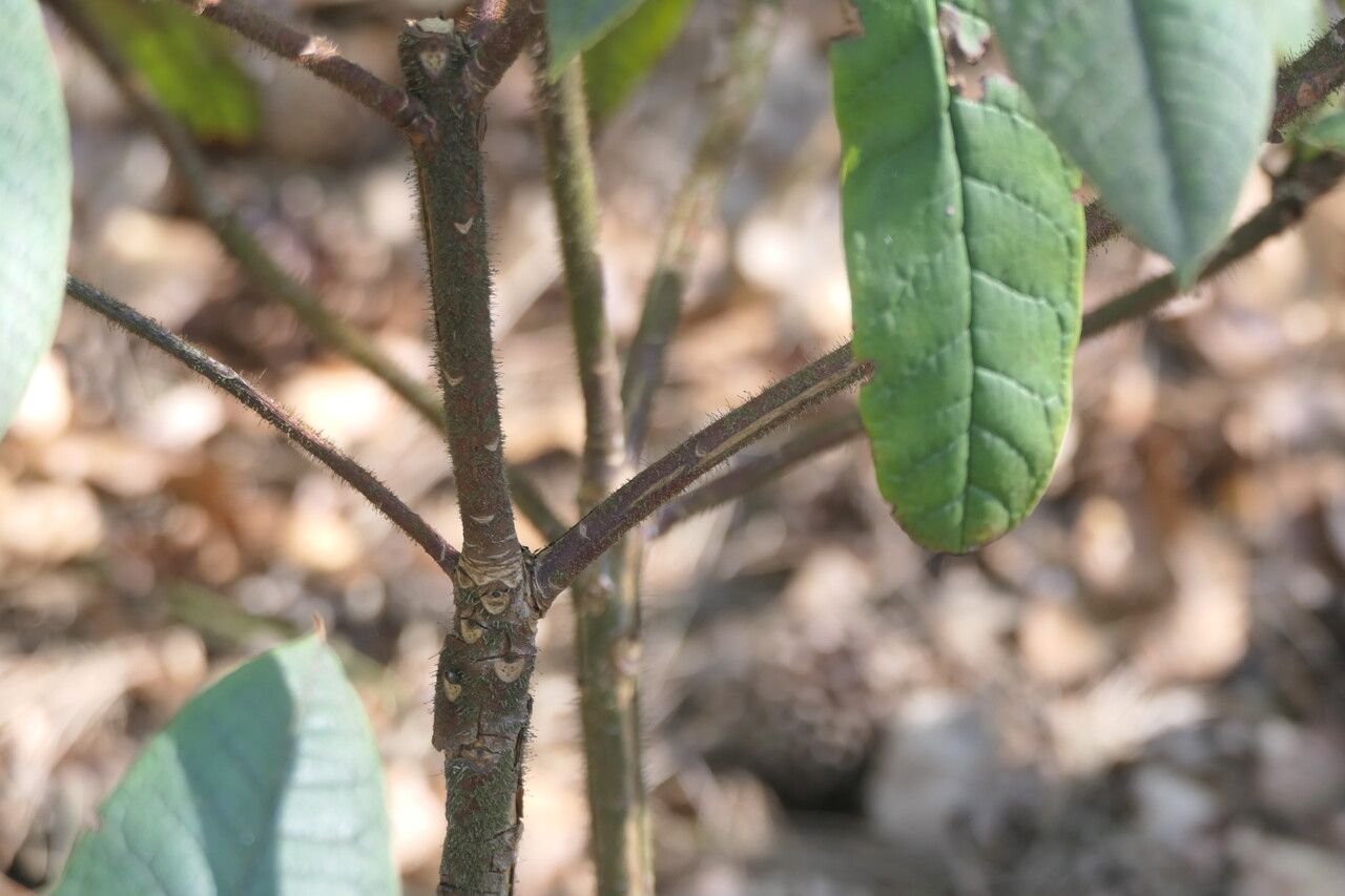 Rhododendron glischrum bark