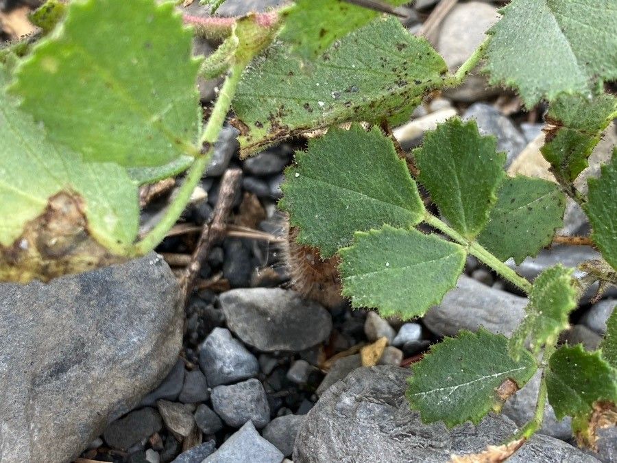 Ononis rotundifolia — houseplant care guide