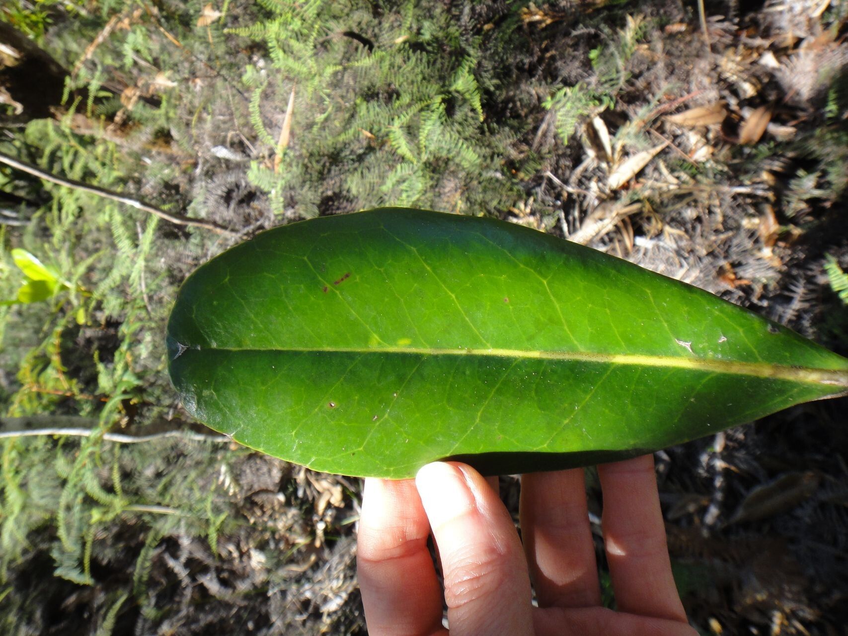 Strasburgeria robusta leaf