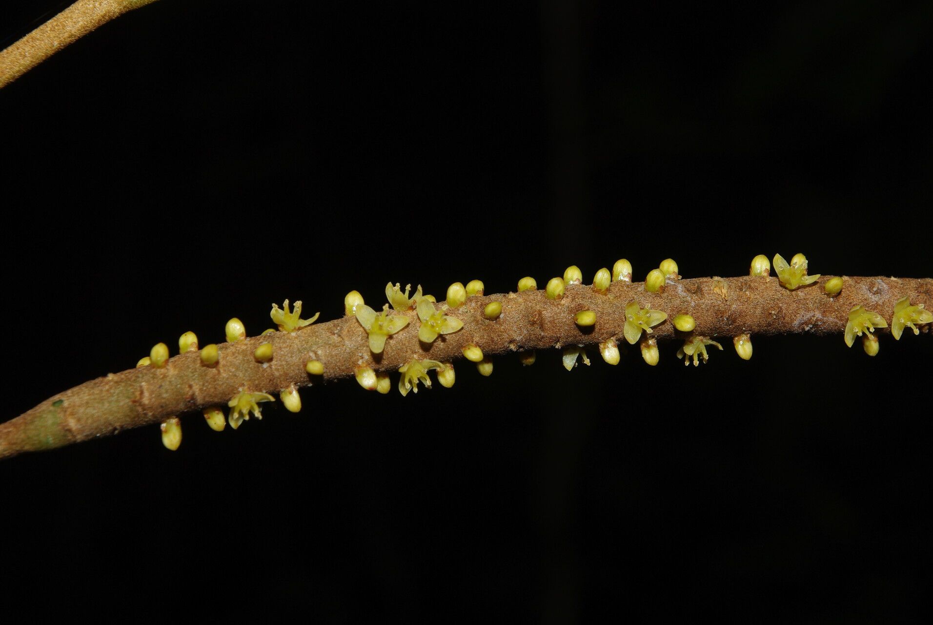 Podococcus barteri flower