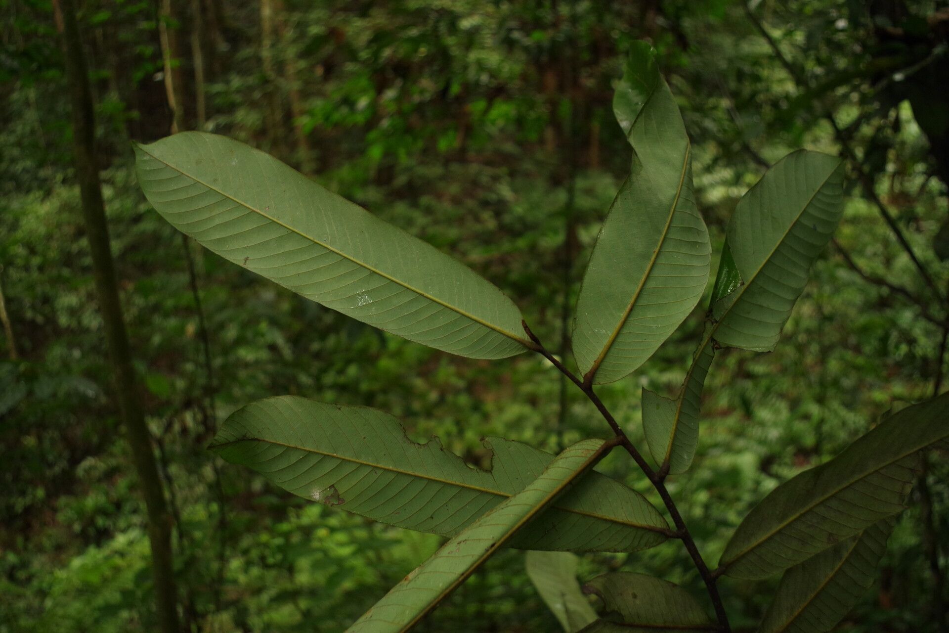 Piptostigma macranthum leaf