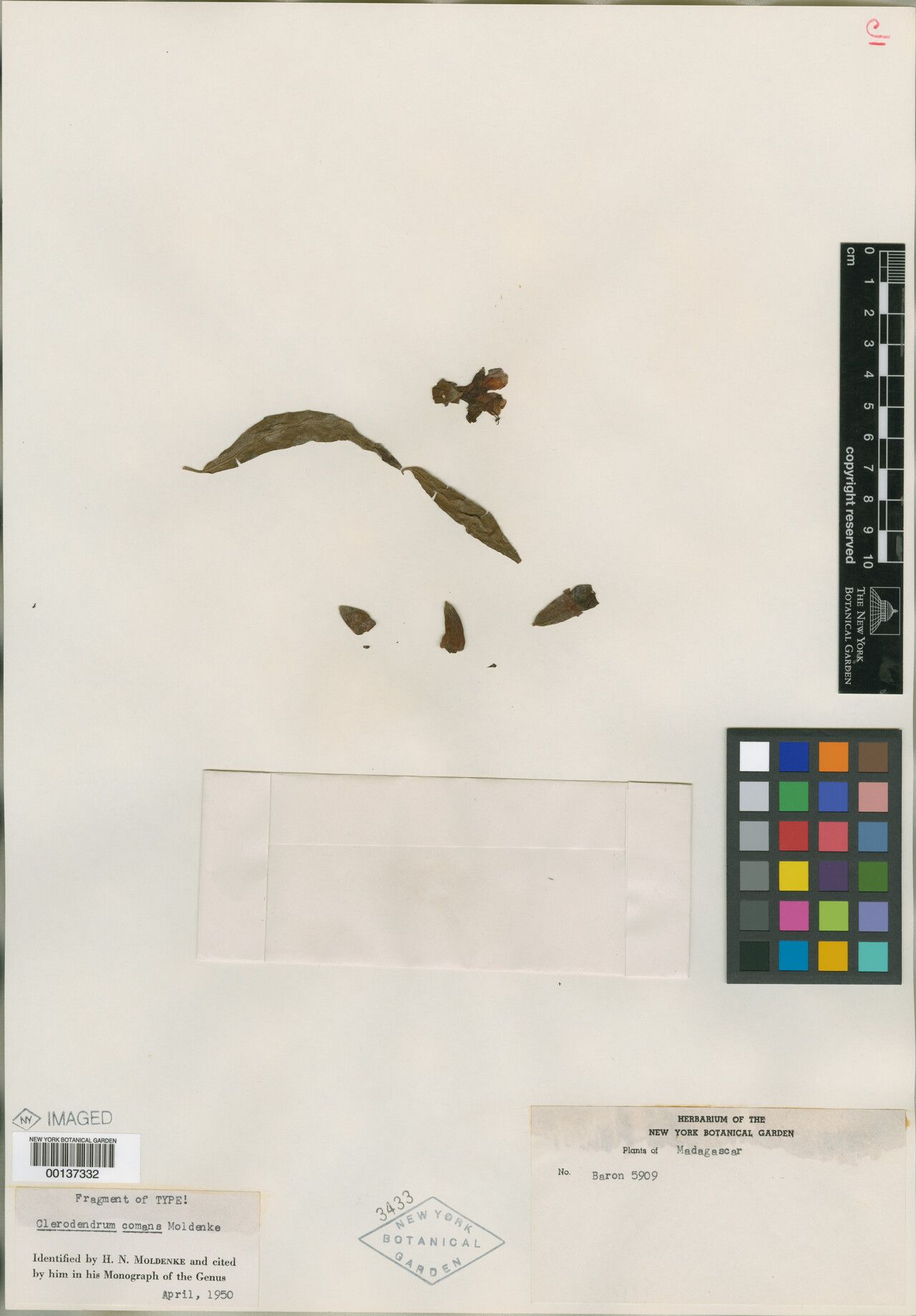 Clerodendrum comans — houseplant care guide