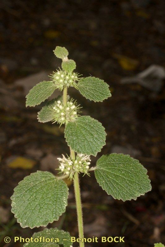 Marrubium echinatum other