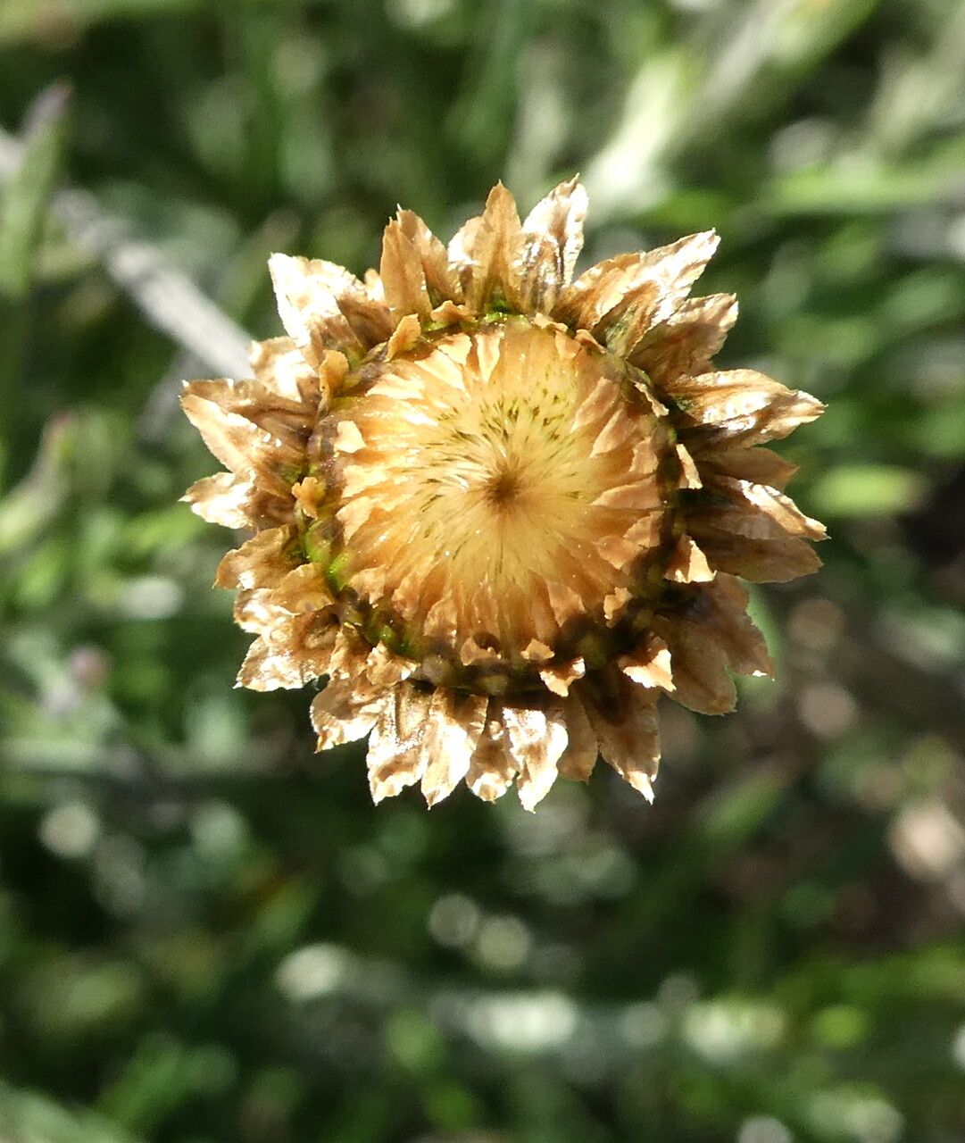 Phagnalon saxatile flower