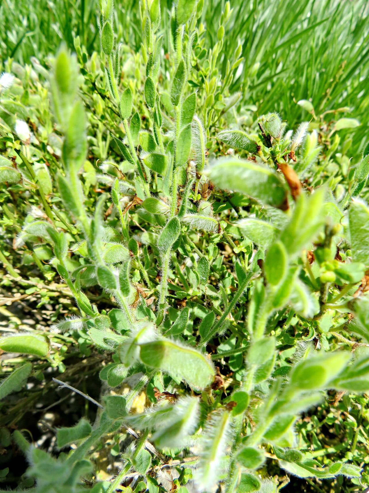 Cytisus agnipilus — related species from the same genus