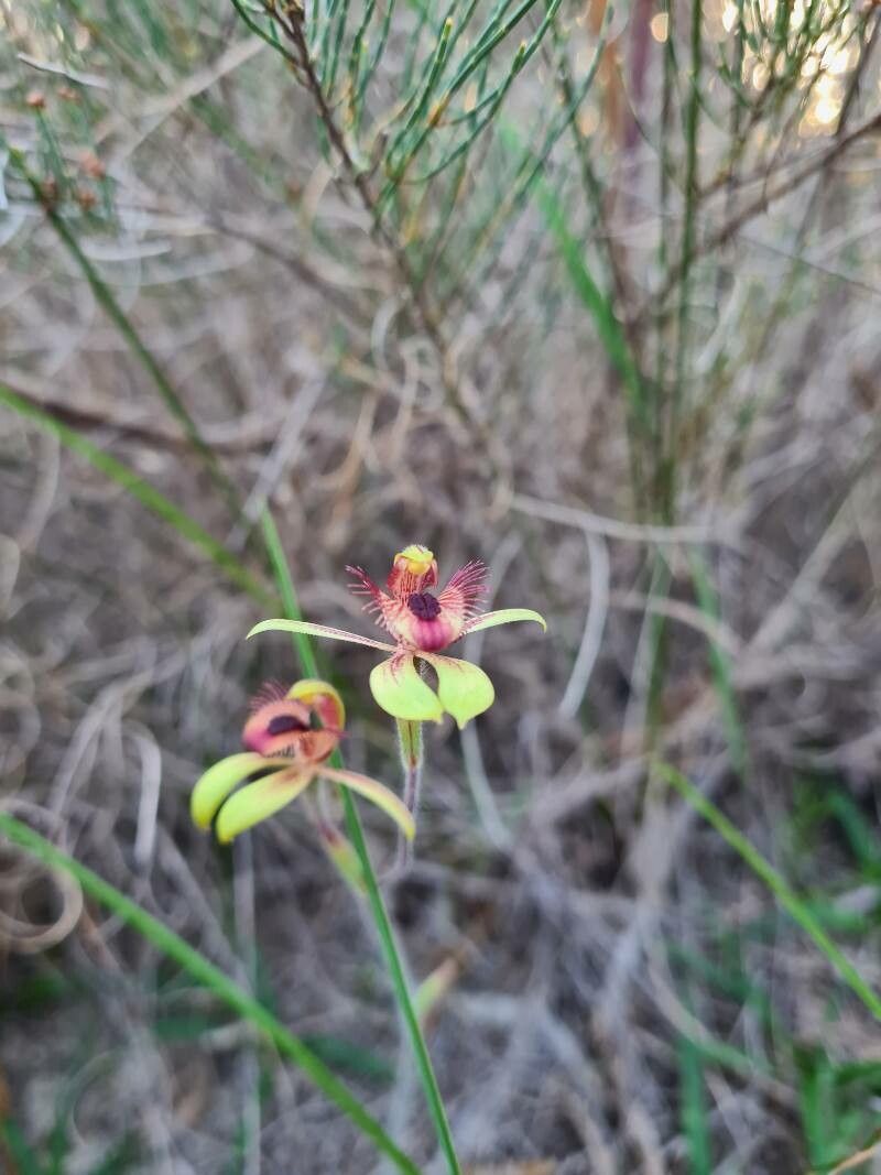 Caladenia discoidea flower