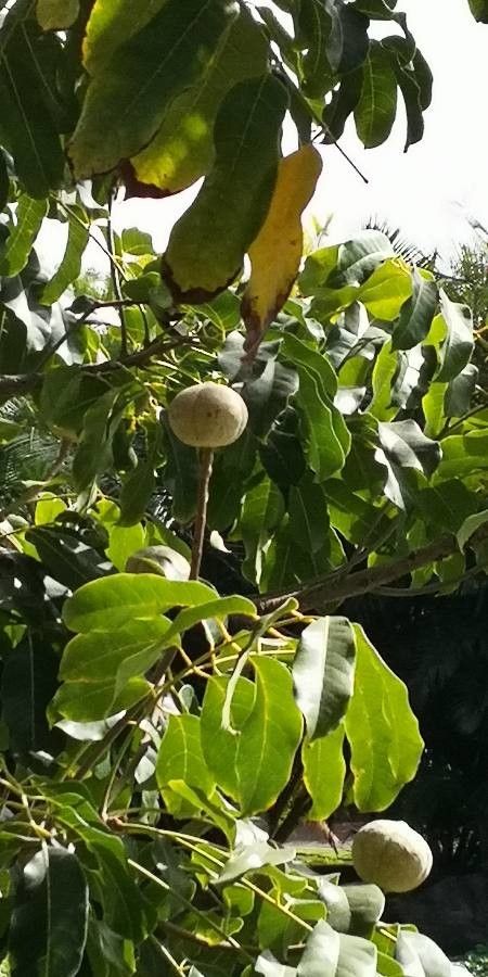 Carapa guianensis fruit
