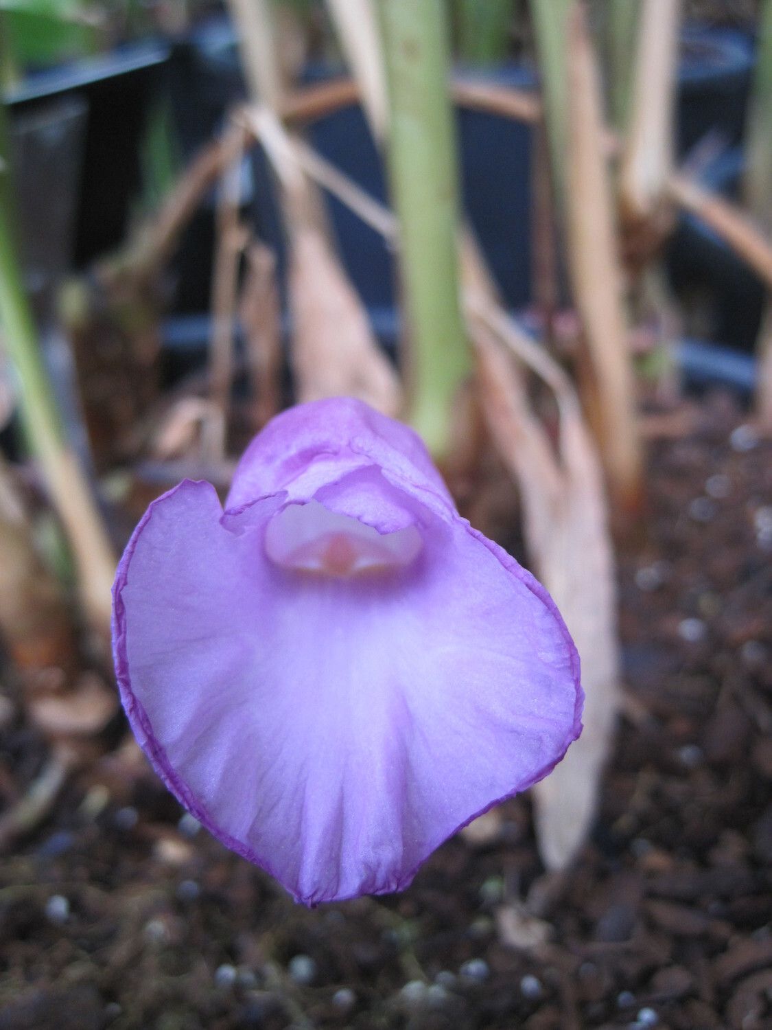 Aframomum leptolepis flower