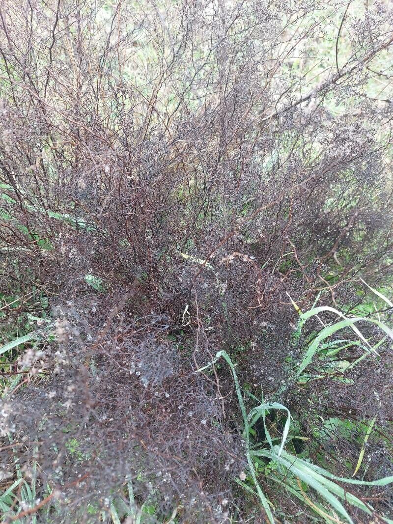 Limonium toletanum — houseplant care guide