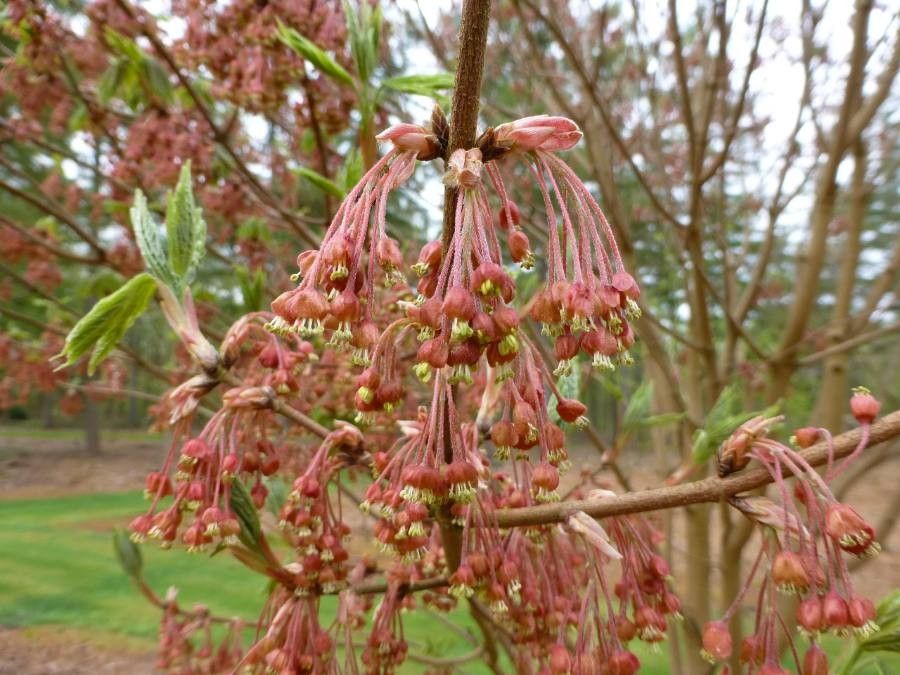 Acer diabolicum flower