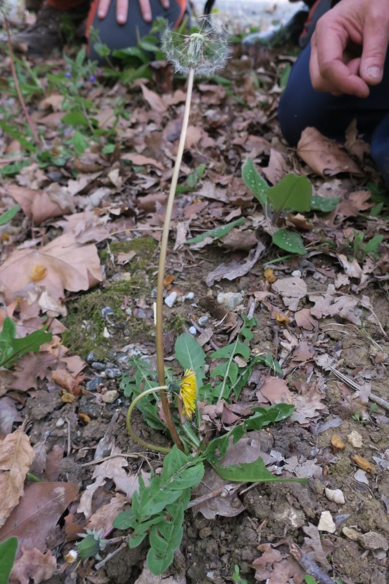 Taraxacum pseudomarklundii — search result for 'Taraxacum'