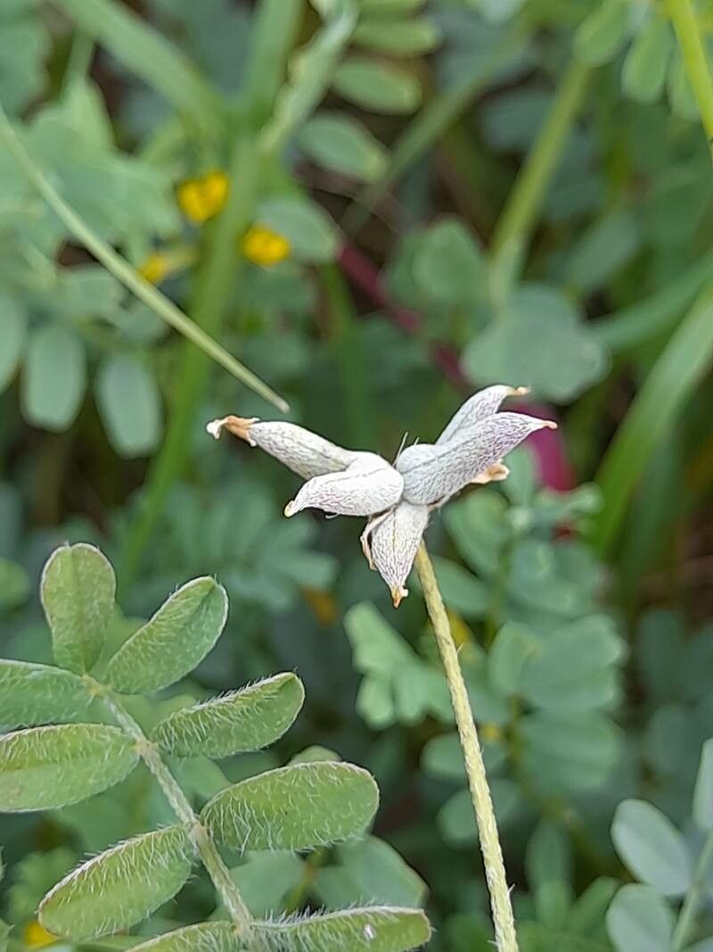 Astragalus asterias fruit