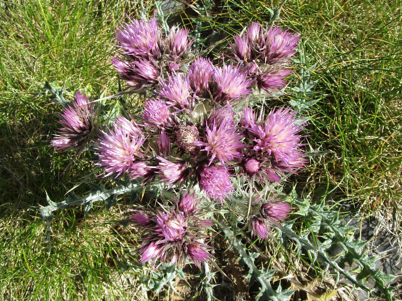 Carduus carlinoides flower