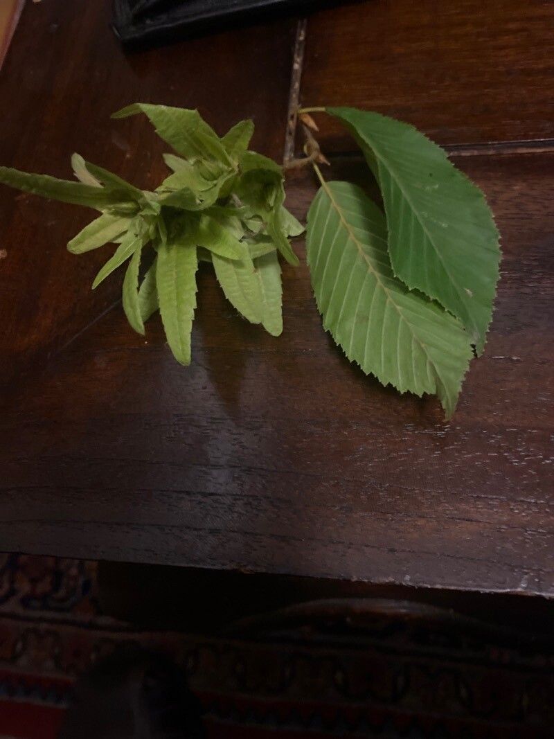 Nothofagus alpina flower