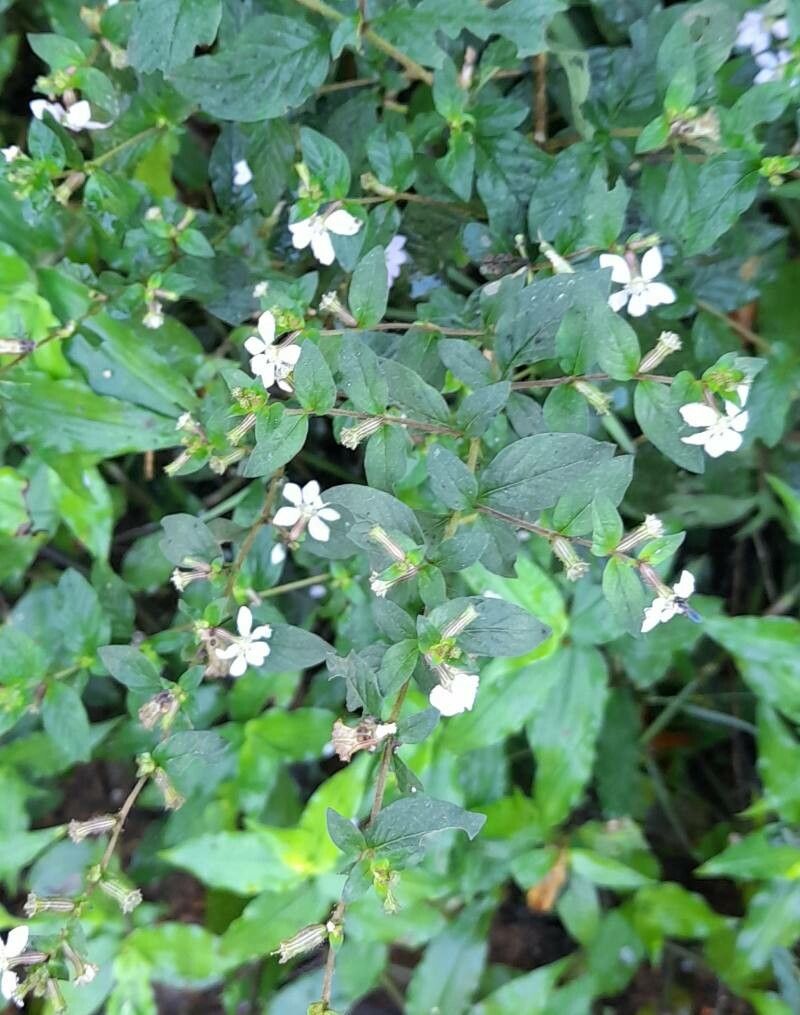 Cuphea ingrata habit
