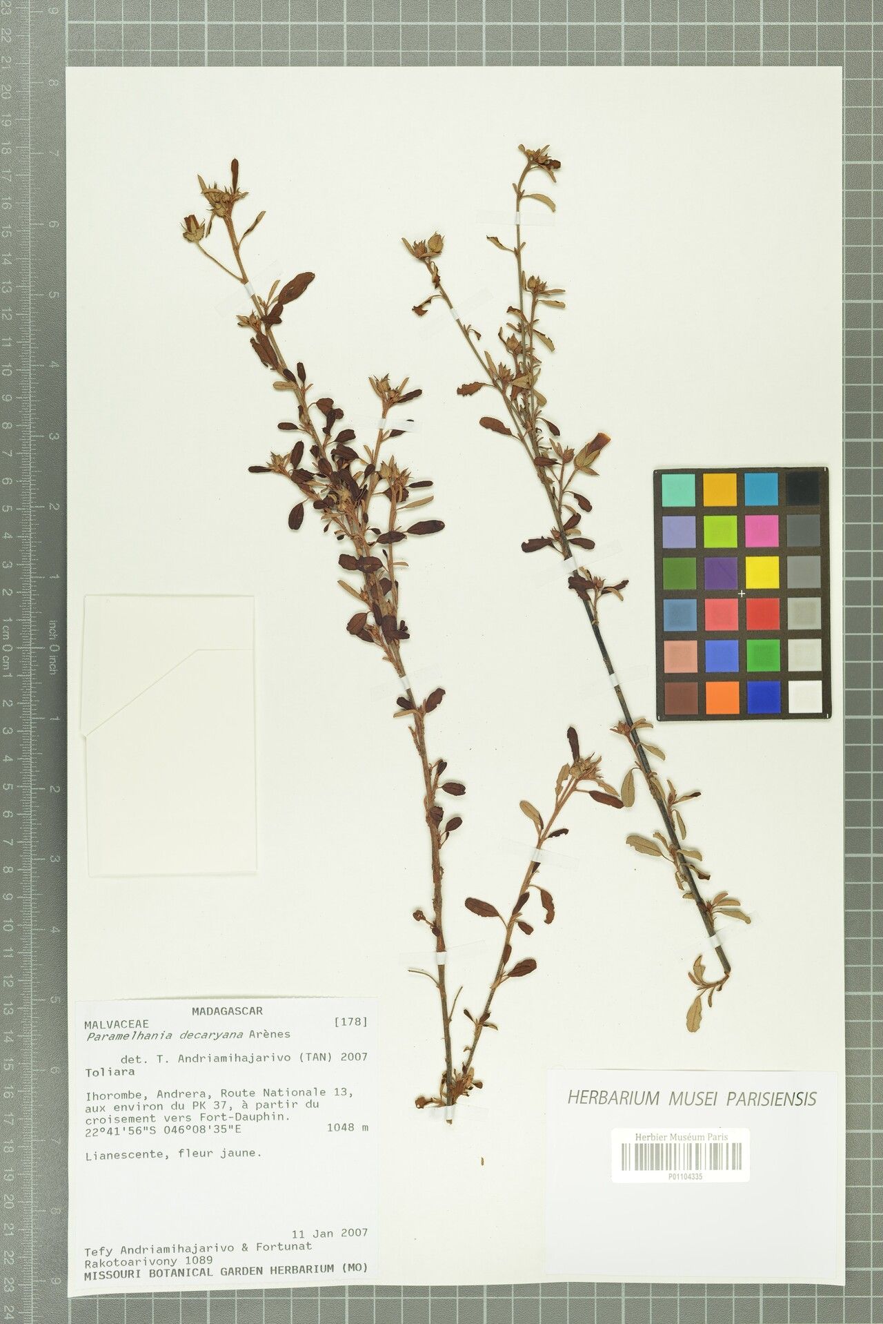 Melhania lisae — houseplant care guide