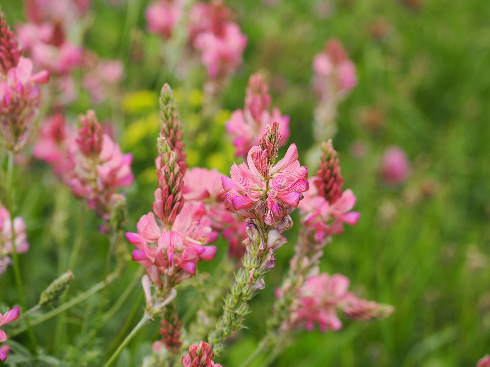 Onobrychis transcaucasica flower