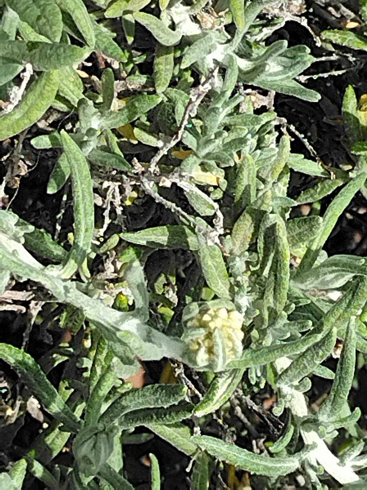 Helichrysum revolutum bark