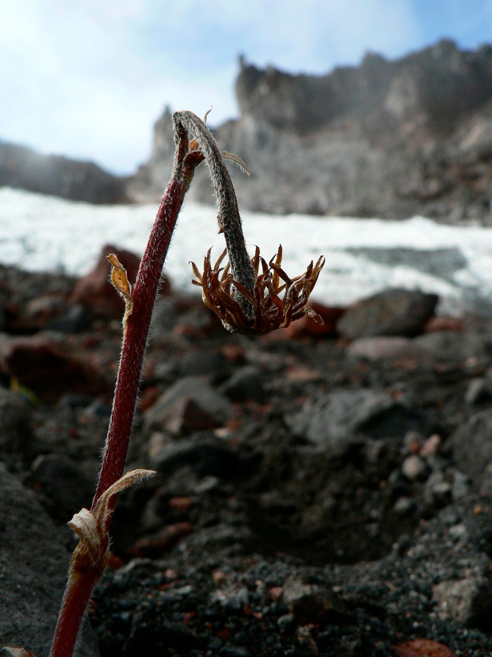 Silene thysanodes flower